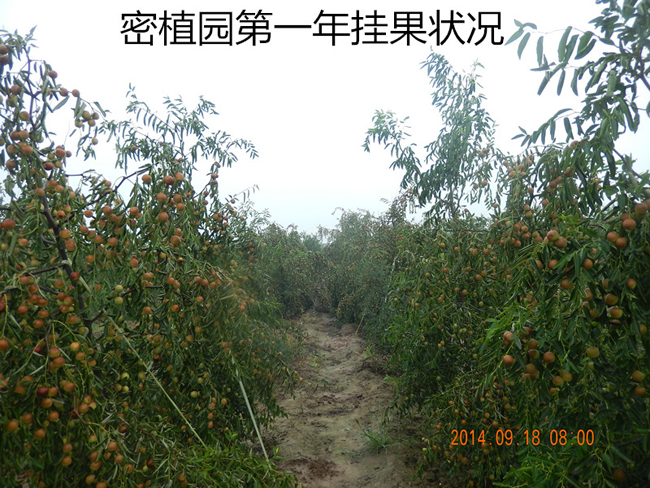 冬枣第一年挂果情况