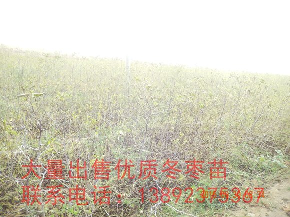 ʶ