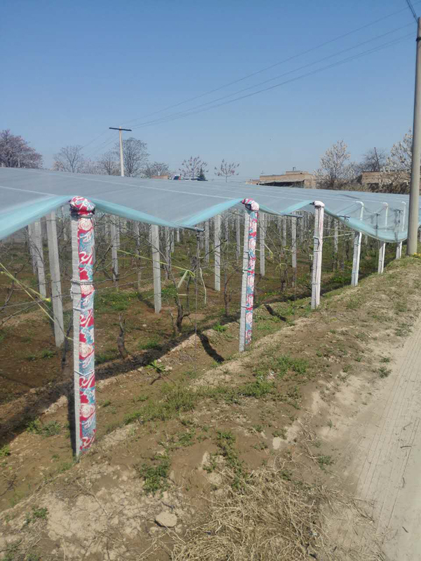 大荔冬枣-设施冬枣发芽期和展叶期主要技术问题