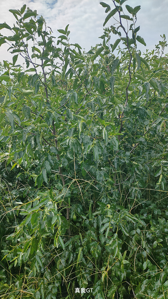 ����רҵ������Ӧ����������